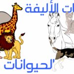 الحيوانات الاليفة والحيوانات البرية