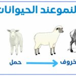 النمو عند الحيوانات