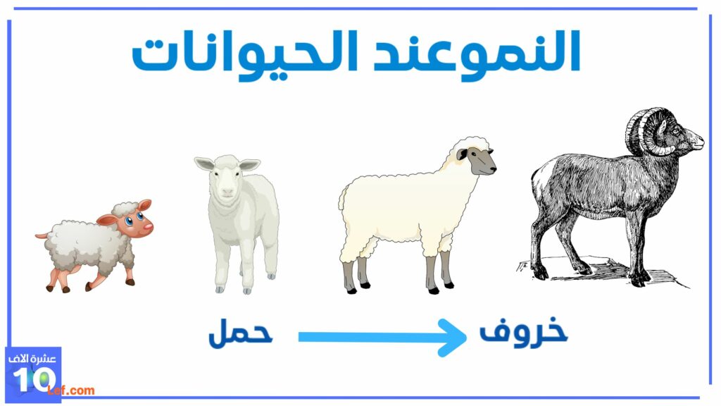النمو عند الحيوانات