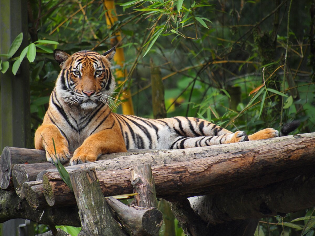 نمر الملايو (Malayan Tiger)