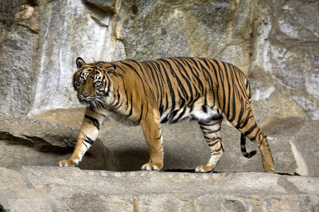 نمر سومطرة (Sumatran Tiger)