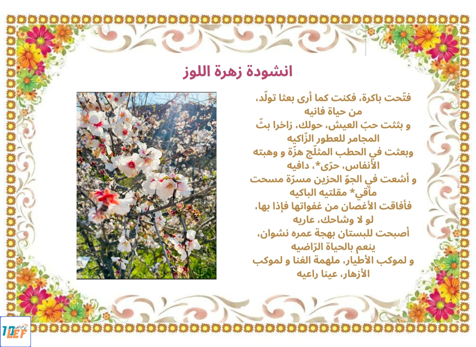 انشودة زهرة اللوز