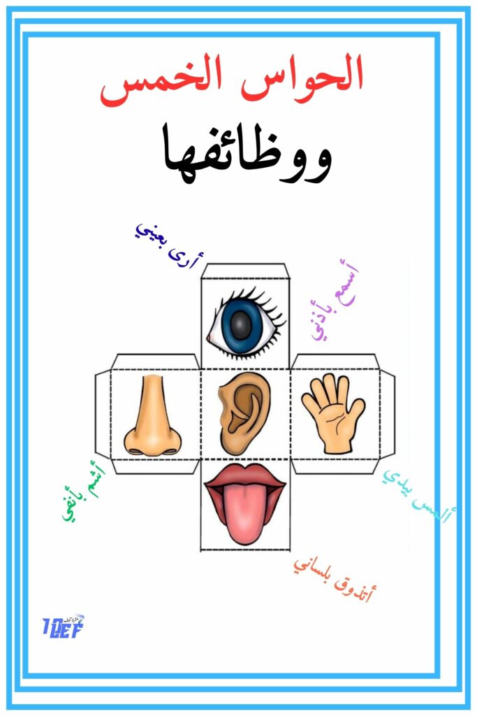 الحواس الخمس ووظائفها
