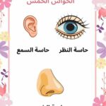 بحث حول الحواس الخمس سنة اولى ابتدائي