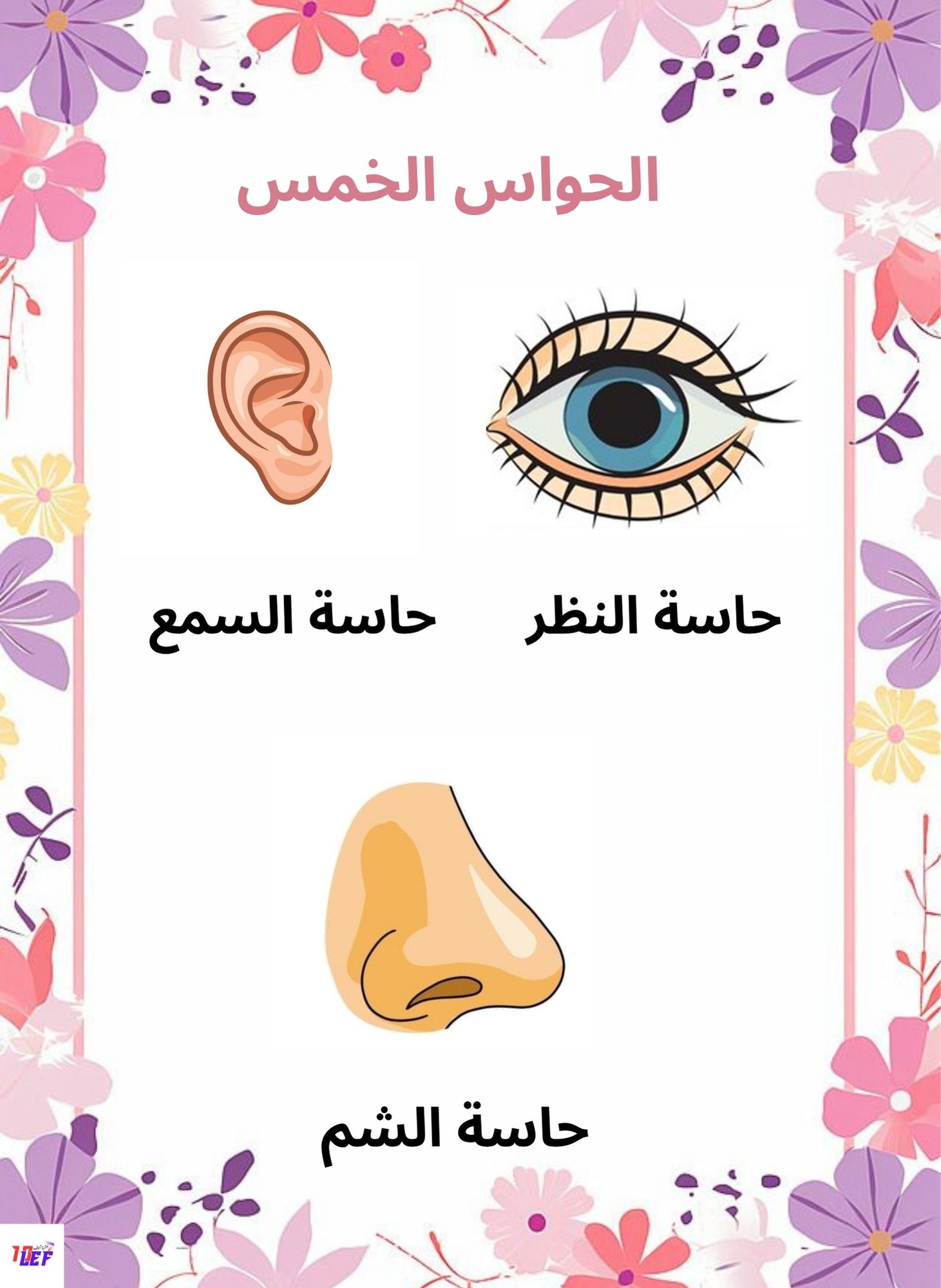 بحث حول الحواس الخمس سنة اولى ابتدائي