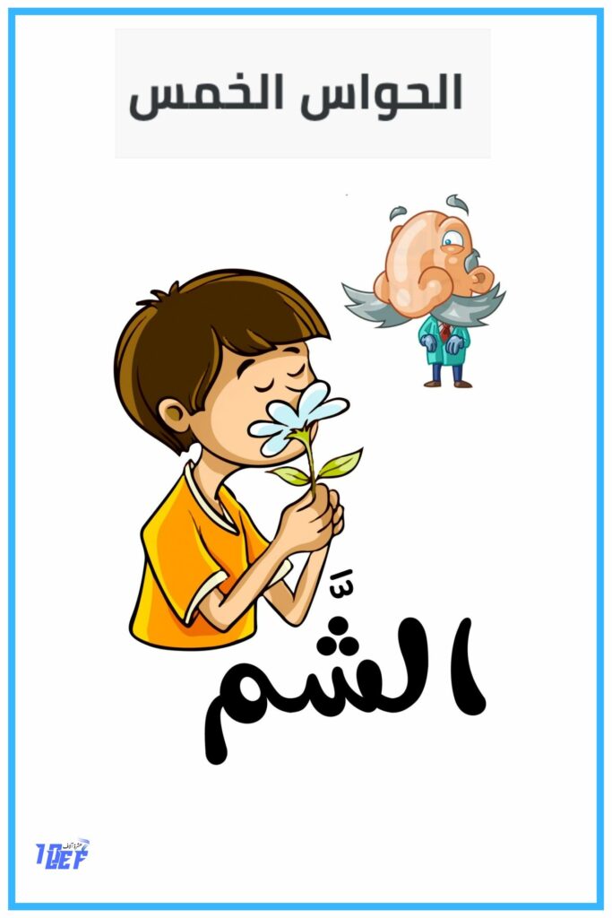 حاسة الشم