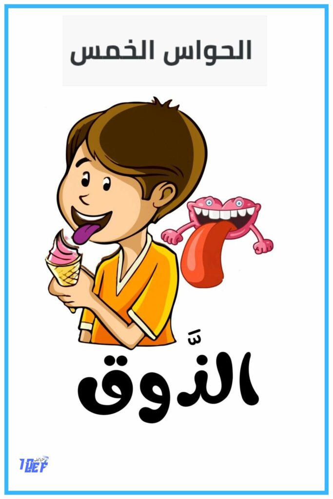  حاسة الذوق