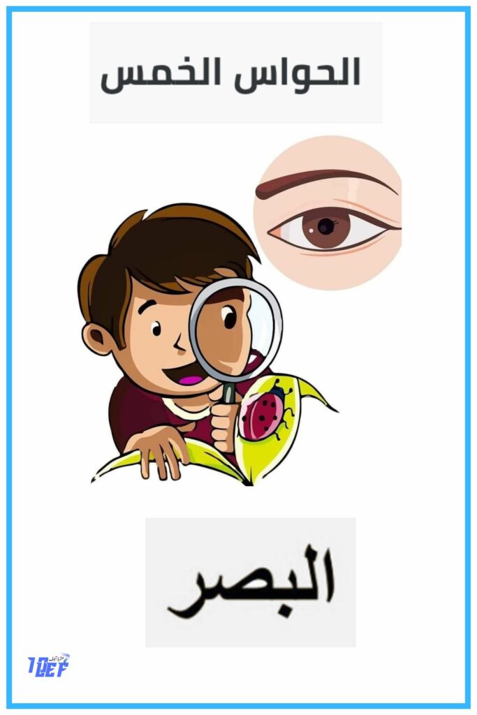 حاسة الذوق