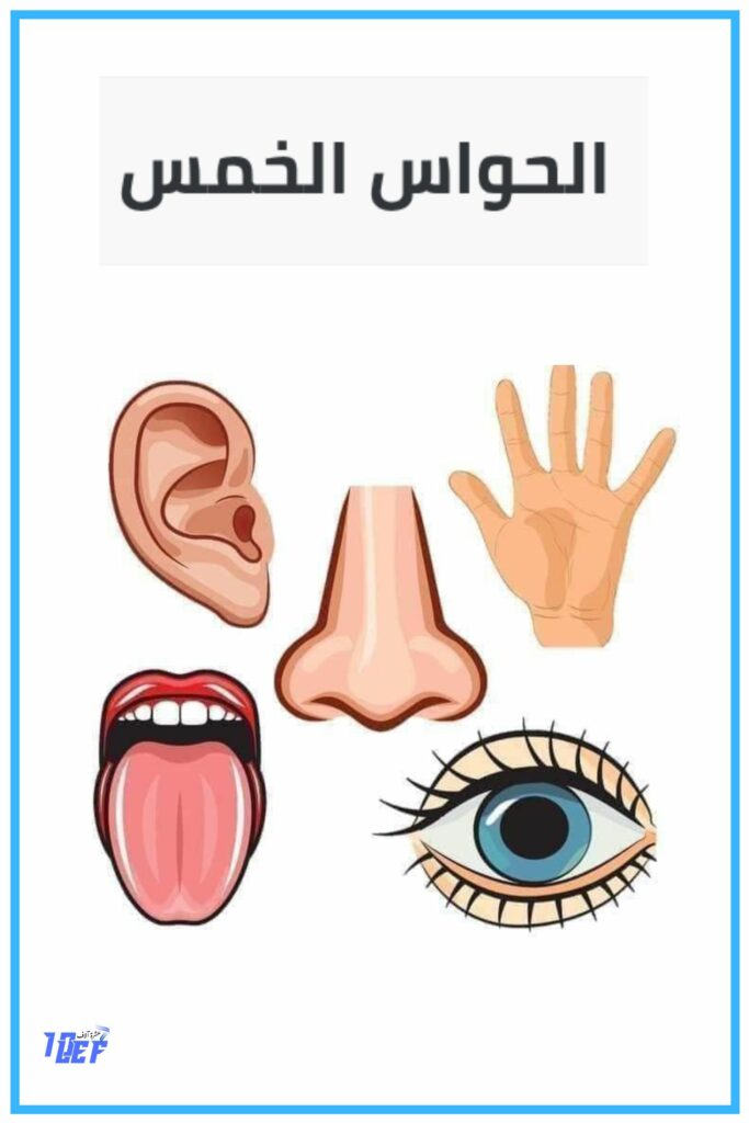 بحث حول الحواس الخمس سنة أولى 