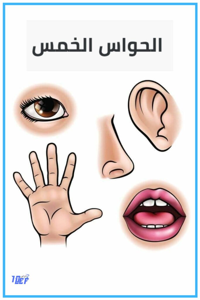 بحث حول الحواس الخمس سنة أولى إبتدائي