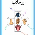 الحواس الخمس ووظائفها