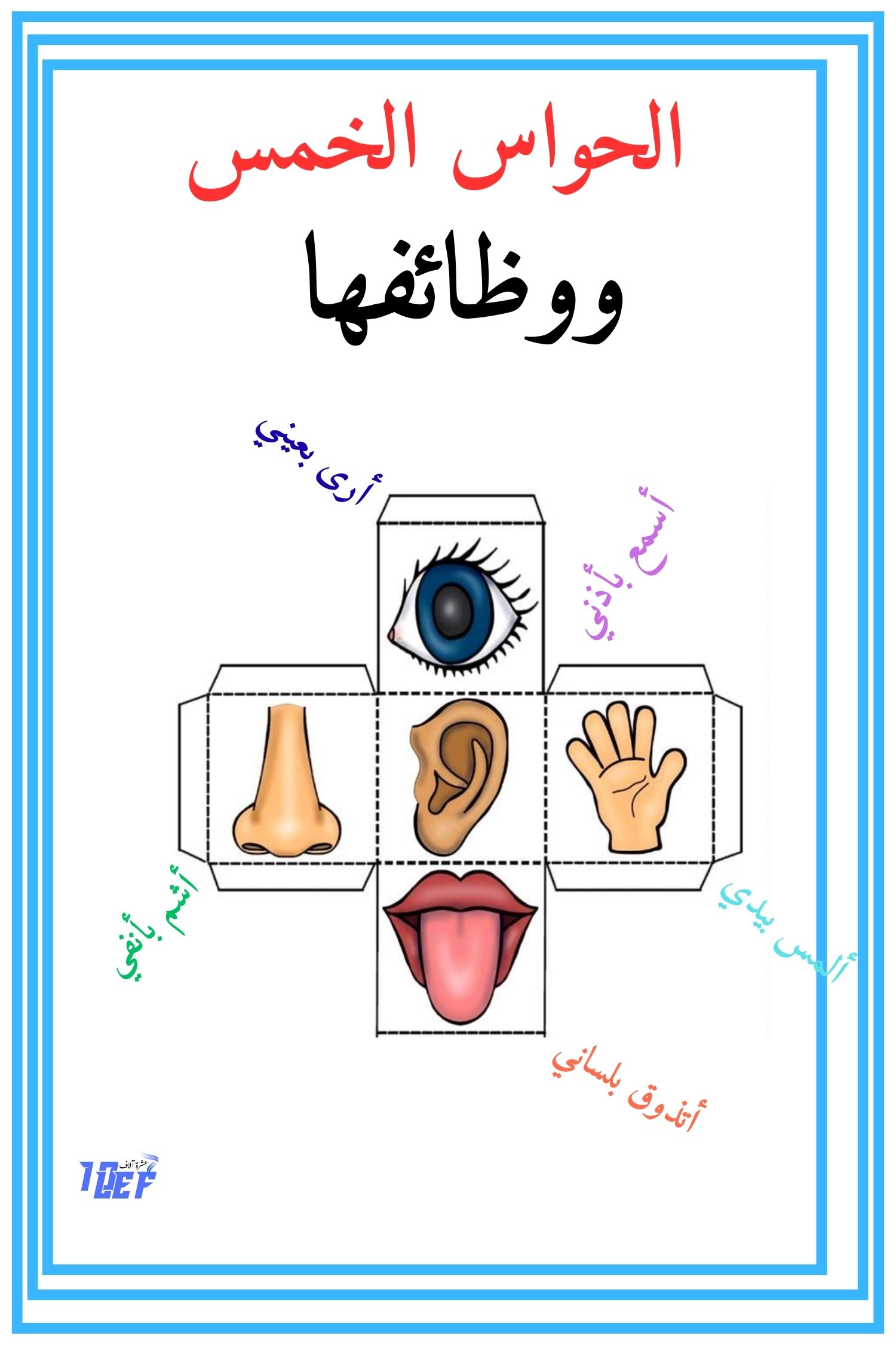 الحواس الخمس ووظائفها