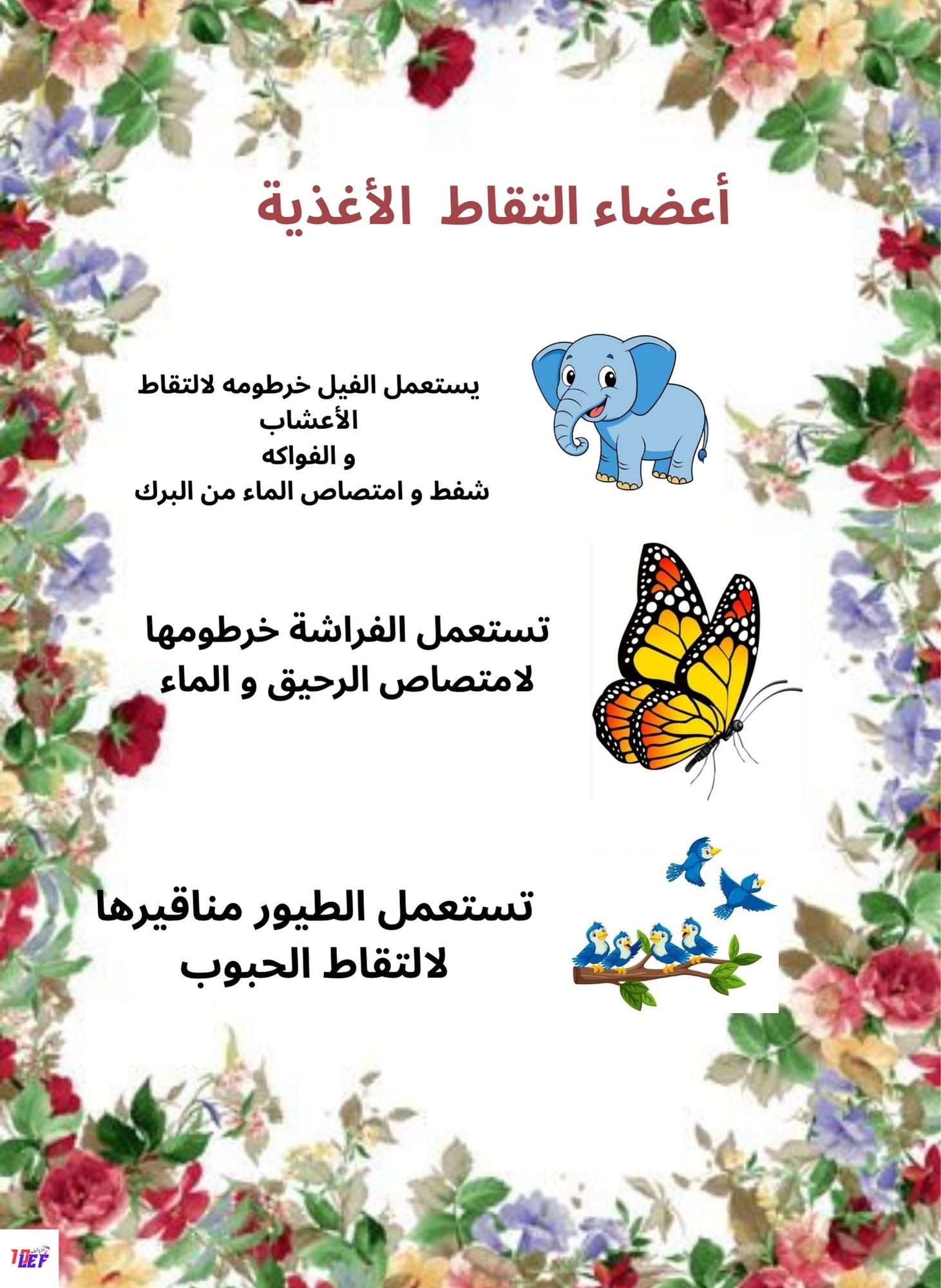 تمارين حول التغذية عند الحيوان سنة ثالثة