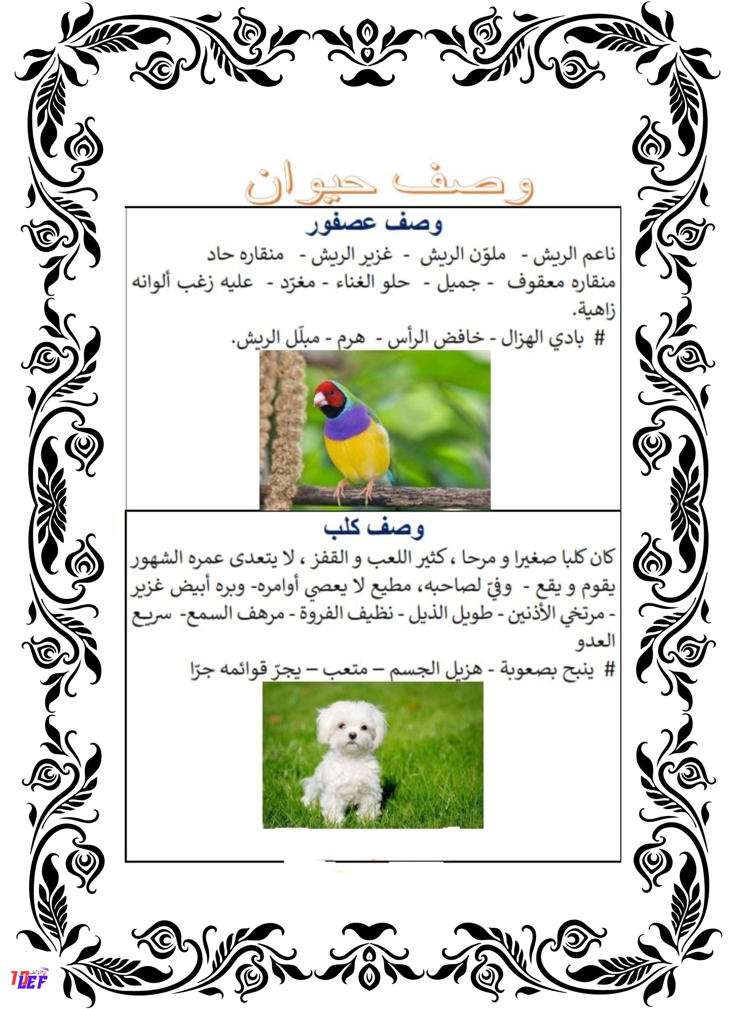 وصف حيوان انتاج كتابي سنة رابعة